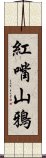 紅嘴山鴉 Scroll