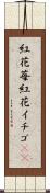 紅花苺 Scroll