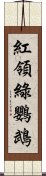 紅領綠鸚鵡 Scroll