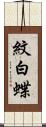 紋白蝶 Scroll