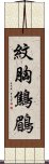 紋胸鷦鶥 Scroll