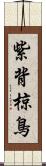 紫背椋鳥 Scroll