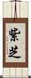 紫芝 Scroll