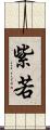 紫若 Scroll