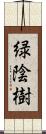 緑陰樹 Scroll