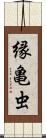 縁亀虫 Scroll