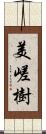 美嵯樹 Scroll