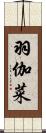 羽伽菜 Scroll