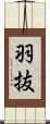 羽抜 Scroll