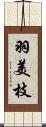 羽美枝 Scroll