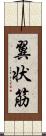翼状筋 Scroll
