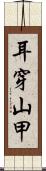 耳穿山甲 Scroll