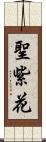 聖紫花 Scroll