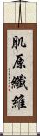 肌原纖維 Scroll