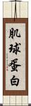 肌球蛋白 Scroll