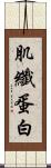 肌纖蛋白 Scroll