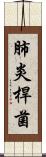 肺炎桿菌 Scroll