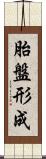 胎盤形成 Scroll