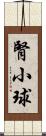 腎小球 Scroll