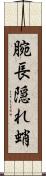 腕長隠れ蛸 Scroll