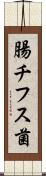 腸チフス菌 Scroll