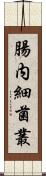 腸内細菌叢 Scroll