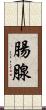 腸腺 Scroll