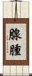 腺腫 Scroll