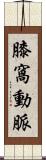 膝窩動脈 Scroll