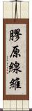 膠原線維 Scroll