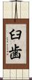臼歯 Scroll