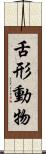 舌形動物 Scroll