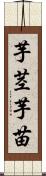 芋茎 Scroll