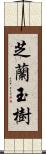 芝蘭玉樹 Scroll