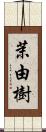 茉由樹 Scroll