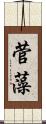 菅藻 Scroll