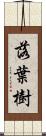 落葉樹 Scroll