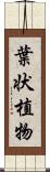 葉状植物 Scroll