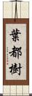 葉都樹 Scroll
