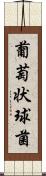 葡萄状球菌 Scroll