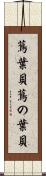 蔦葉貝 Scroll
