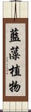 藍藻植物 Scroll