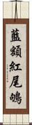 藍額紅尾鴝 Scroll