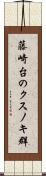 藤崎台のクスノキ群 Scroll