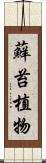 蘚苔植物 Scroll
