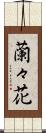 蘭々花 Scroll