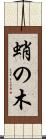 蛸の木 Scroll