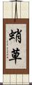 蛸草 Scroll