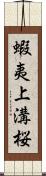 蝦夷上溝桜 Scroll