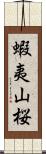 蝦夷山桜 Scroll